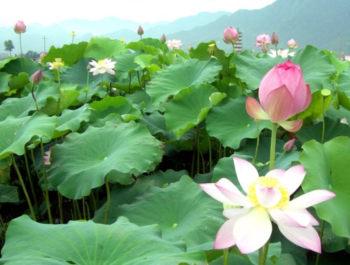 莲花图片大全欣赏 莲花的基本信息介绍