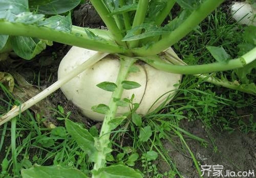 芜菁怎么吃 芜菁是什么你造吗