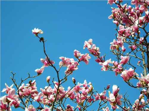 4月开什么花 4月的花海哪里更美