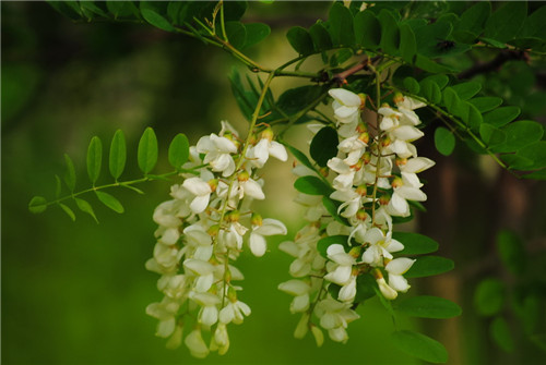 洋槐花图片鉴赏 槐花怎样做入味