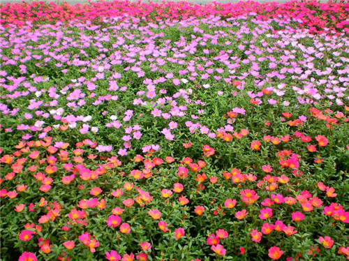 太阳花的花语大全 太阳花要怎么种