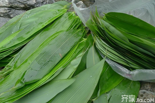 “天然绿色食品”粽叶种植