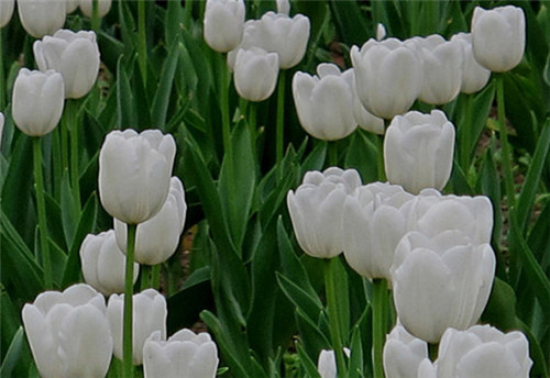 白色郁金香花语是什么 白色郁金香适合送人吗