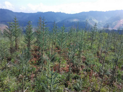 杉树种植最佳时间是什么时候 这样种植杉树长得快