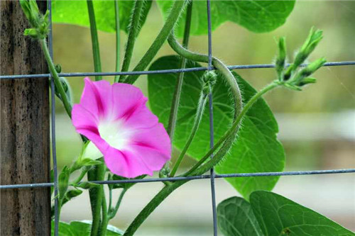 牵牛花的资料详解 牵牛花的养殖方法介绍