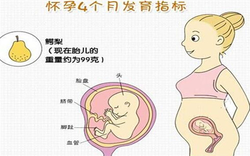 四个月的胎儿有多大,怀孕四个月该如何补充营养