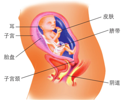 怀孕25周胎儿有多大,,怀孕25周要注意什么