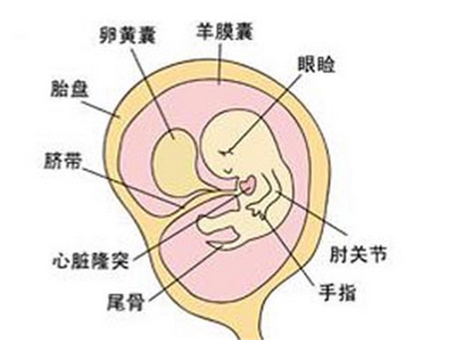 怀孕25周胎儿有多大,,怀孕25周要注意什么