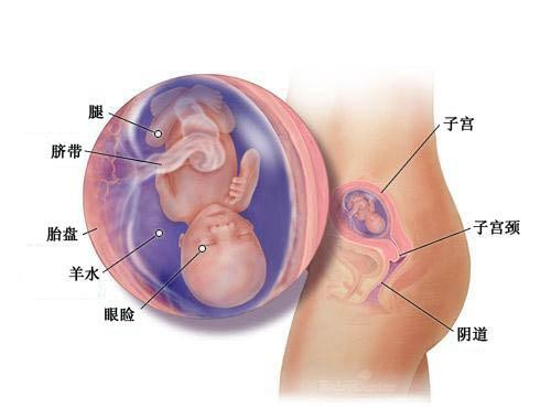 四个月的胎儿有多大,怀孕四个月该如何补充营养