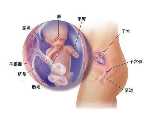 四个月的胎儿有多大,怀孕四个月该如何补充营养