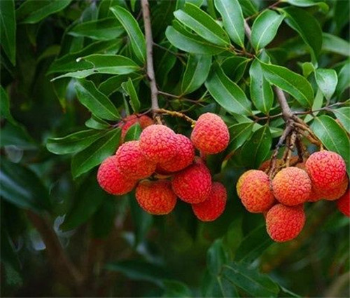 野荔枝怎么样 在野外哪些果实可以食用