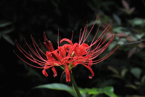 七月开什么花  七月什么花好看