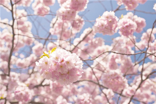 33朵玫瑰花语是什么 送什么花比较浪漫