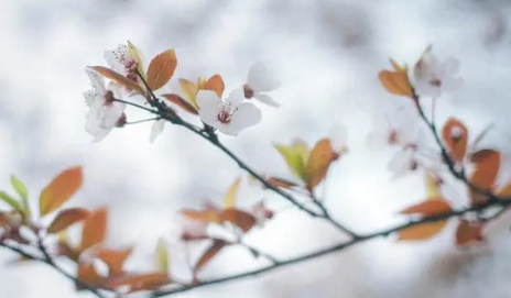 2023年2月天气有倒春寒吗_倒春寒一般是几月份