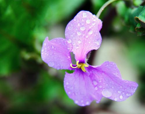 二月兰花的介绍  二月兰花栽培技术