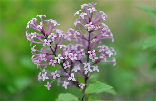 小叶丁香一年开几次花 丁香花可以室内种植吗