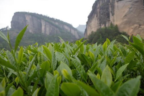 铁罗汉茶是一种什么茶 铁罗汉茶的主要功效