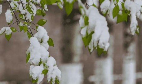 小雪节气不下雪冬天不冷吗_小雪节气不下雪有什么预兆