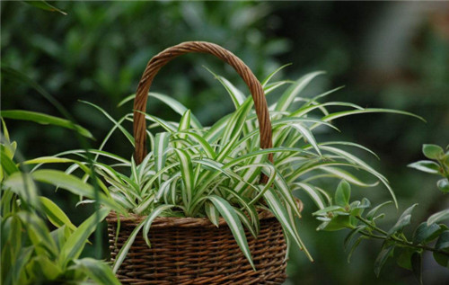 观赏植物有哪些  6种家居绿植介绍