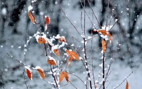 2022小雪节气时成都下雪了吗_成都一般几月份下雪