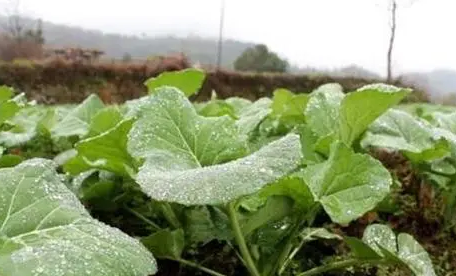 小雪节气能不能种油菜_小雪节气还能种什么菜