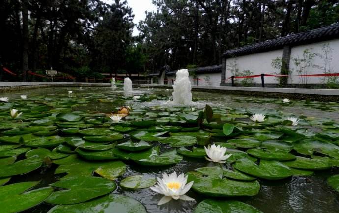 并蒂莲花的花语是什么 种植莲花要注意什么