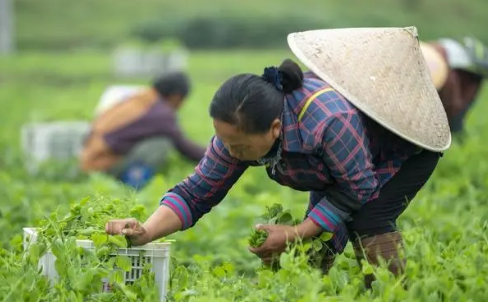 小雪节气能种菠菜吗_小雪节气种什么菜好