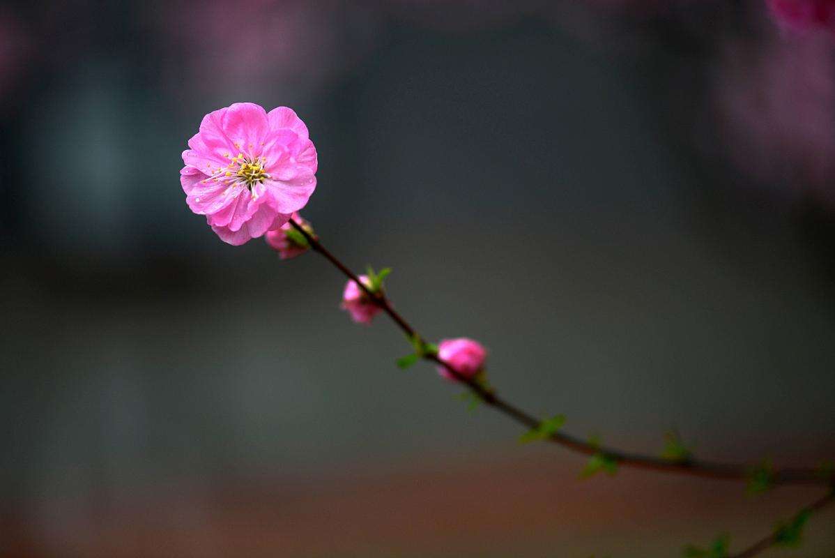 二月开什么花  春季花卉的种类有哪些