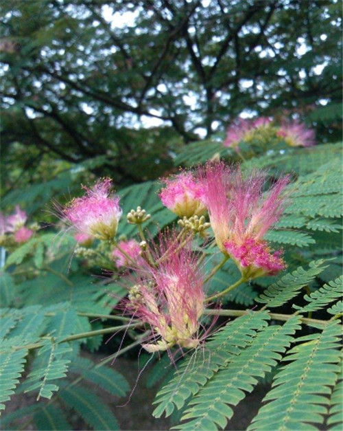 凤尾花怎么种  6大种植要素为您揭晓