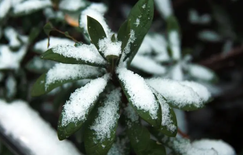 正月里下雪是好兆头吗_正月里下雪有什么说法