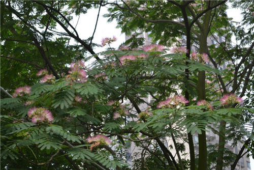 凤尾花怎么种  6大种植要素为您揭晓