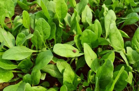 小雪节气能种菠菜吗_小雪节气种什么菜好