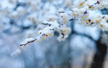 2022年11月份节气到小雪是什么天气_冬天小雪气温黑白应该是多少温度