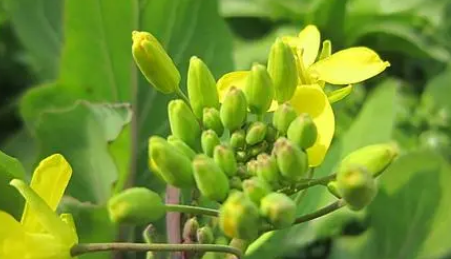 小雪节气能不能种油菜_小雪节气还能种什么菜