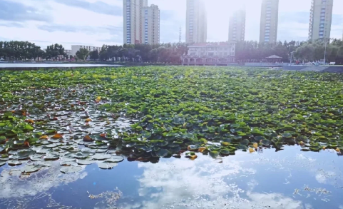 鹤岗是哪个省的城市_鹤岗房价为什么这么低