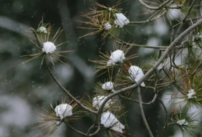 2022小雪节气是初冬吗_小雪节气是冬季的第几个节气