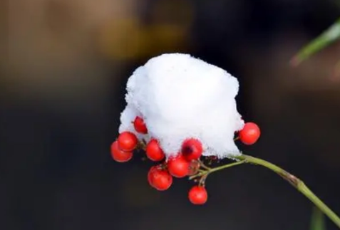 2022年11月份节气到小雪是什么天气_冬天小雪气温黑白应该是多少温度