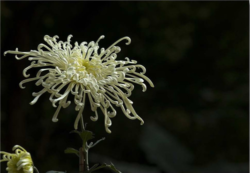 香菊如何种植 香菊种植的6个要点