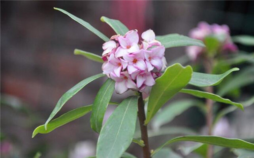 怎样养好金边瑞香花 瑞香花有毒吗