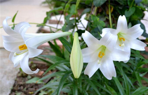 如何让百合花开得好看些 百合开过花后怎么处理