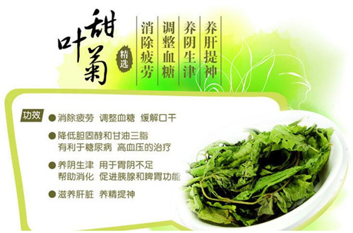 甜叶菊有什么功效和作用 糖尿病人可以喝甜叶菊吗