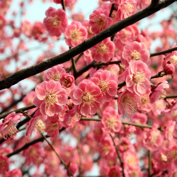 红梅小苗的价格  红梅花的优点