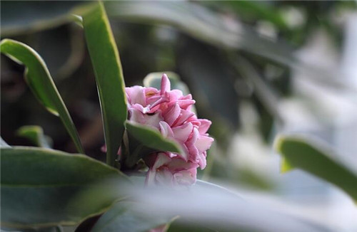 怎样养好金边瑞香花 瑞香花有毒吗