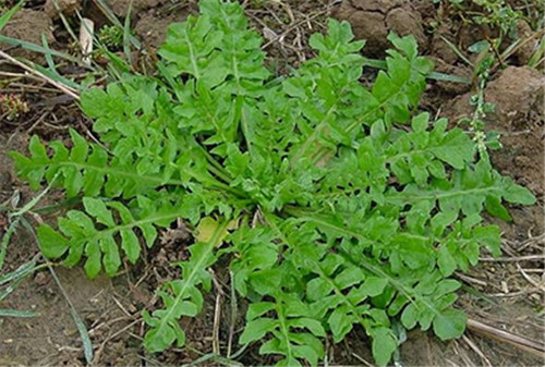 野菜有哪些 国内常见的5种野菜