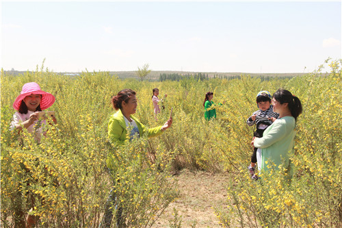 柠条有哪些用处 柠条种植需要注意什么