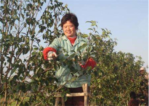 桂花种子怎么种植  怎样才能养好桂花