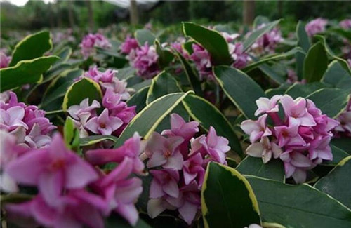 怎样养好金边瑞香花 瑞香花有毒吗