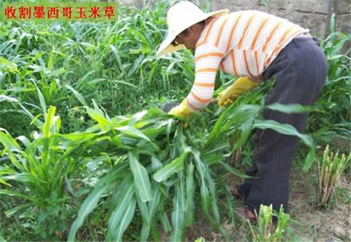 墨西哥玉米草是什么 如何种植墨西哥玉米草