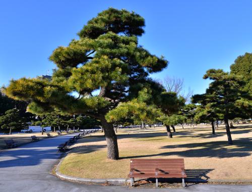 日本黑松养护技术 如何修剪黑松更好看