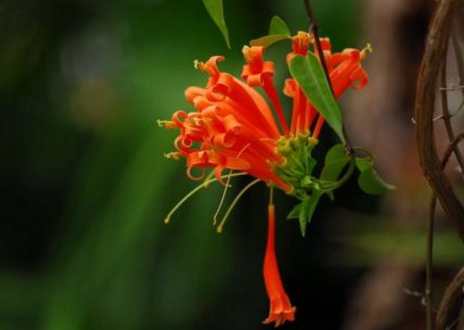 炮仗花是什么花 炮仗花与凌霄花有什么区别